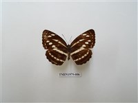 藏品(細帶環蛺蝶)的圖片